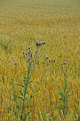 Wilde Distel