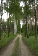  spring country road through a green forest