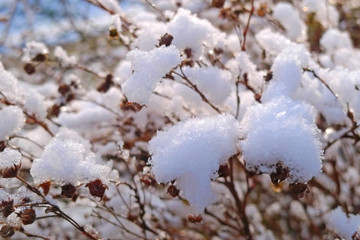 heaps of wet snow on withered flowers