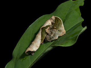 Leaf-Mimicking Moth Caterpillar (Oxitenis sp.), Drake Bay, Costa Rica