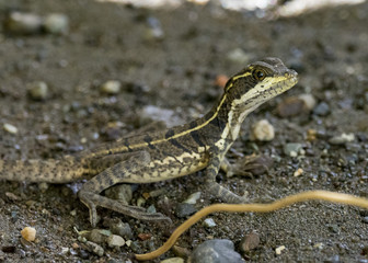 Common basilisk (Basiliscus basiliscus) Juvenile, Corcovado, Costa Rica