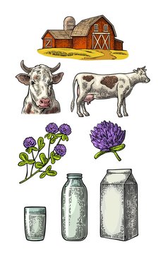 Set Milk farm. Cow head, clover, box carton package, glass and bottle.