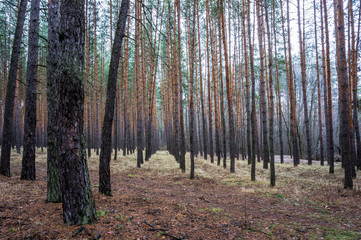 Fototapeta premium Pine forest in autumn time
