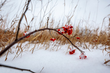 Winter Prairie
