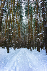 Fototapeta premium Snow road in the pine forest in winter