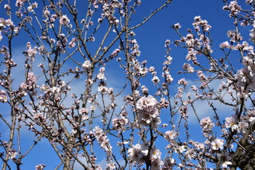 Almond tree in bloom in February.