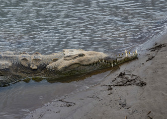 Injured American crocodile (Crocodylus acutus), Tarcoles River, Costa Rica