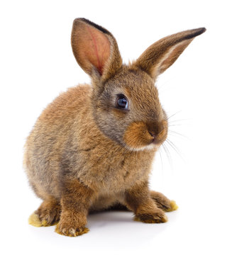 Brown rabbit on white.