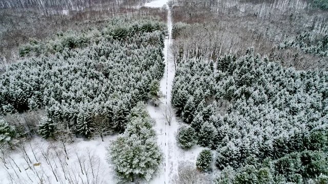 Aerial flight over winter trees