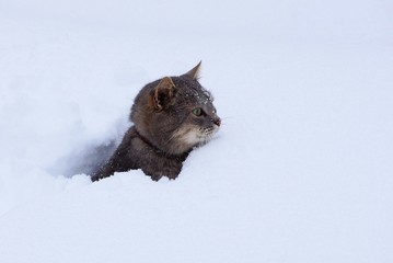 серый кот сидит в белом сугробе снега на улице