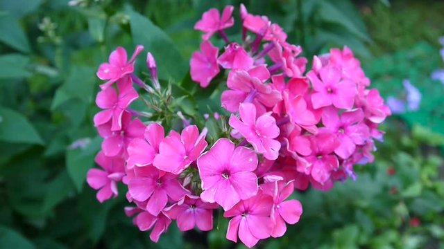 Beautiful pink phlox inflorescence closeup. HD video statric camera