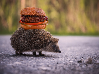Hedgehog carries a hamburger