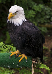Obraz premium Bald Eagle
