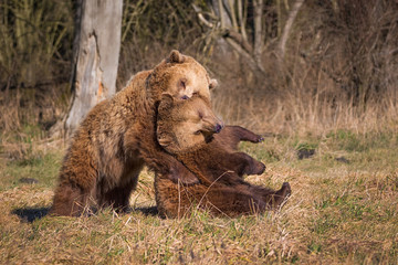 Europäische Braunbären liebkosen sich