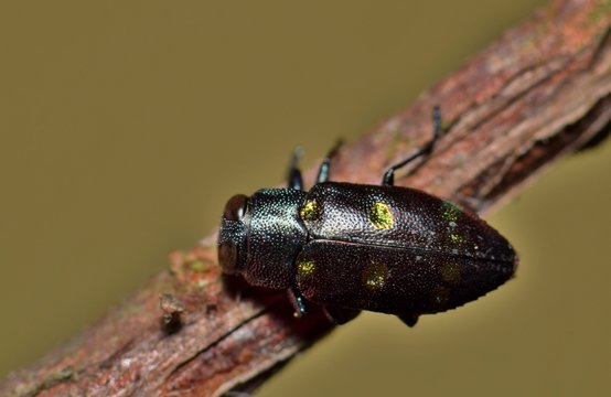 Top-view of a Jewel beetle on a dead twig. These small Jewel beetles (Chrysobothris chrysoela) are native to the Southern US and feed on dead matter from dead and dying trees. 