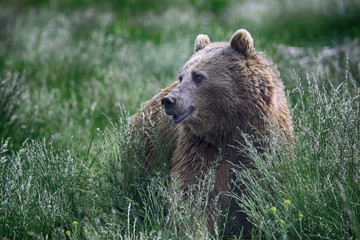 Side profile of a grizzly bear woofing