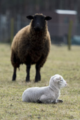 Solar Panel and Sheep
