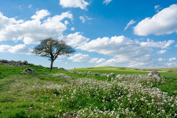 Fototapeta premium Horizontal View of a Countryside Landscape With a Tree and a Green Meadow at the End of Winter Before Spring. Matera, South of Italy