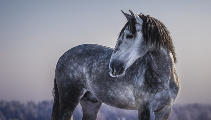 Fototapeta na wymiar Horizontal portrait of gray Spanish horse with winter evening skies.