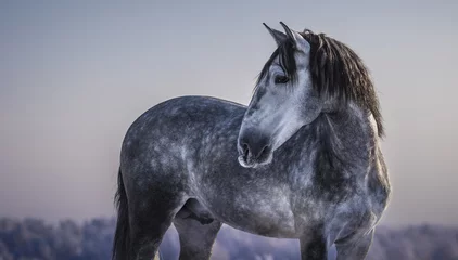 Fototapeten Horizontales Porträt eines grauen spanischen Pferdes mit Winterabendhimmeln. © Kseniya Abramova