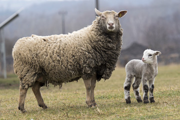 Solar Panel and Sheep