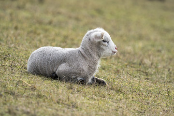 Solar Panel and Sheep