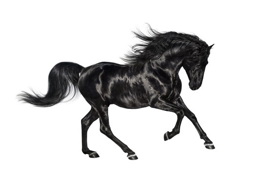 Galloping black Andalusian stallion isolated on white background.