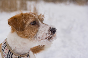 Jack Russell Terrier dog in the snow. Dog portrait.