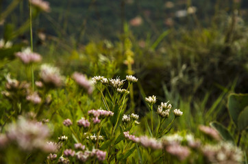 Flowers in the mountain