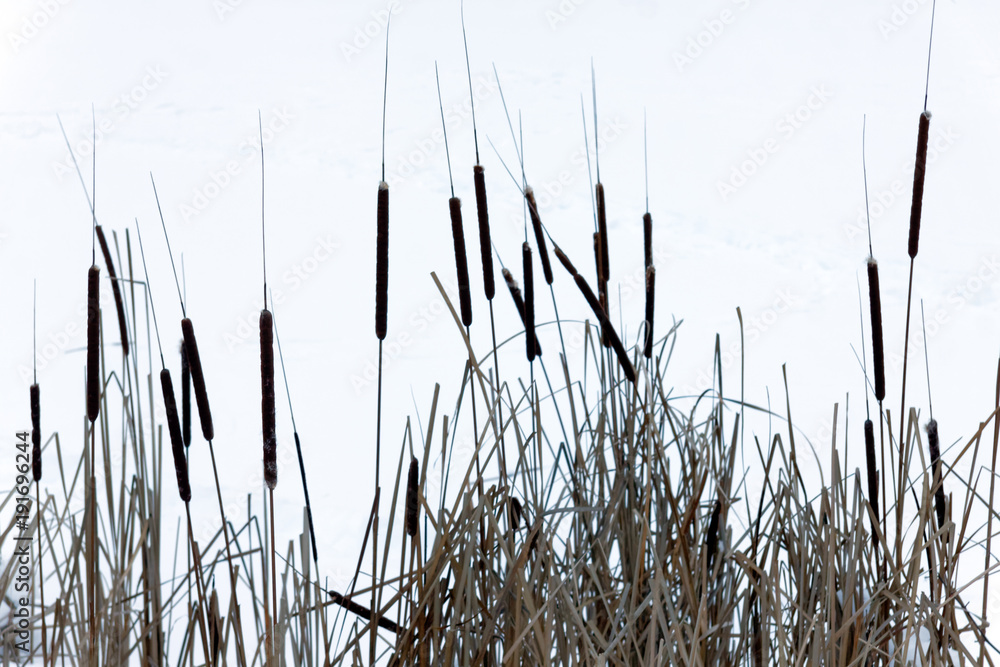 Wall mural dry reeds near the winter lake with snow. background