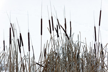Dry reeds near the winter lake with snow. Background