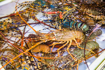 Spiny Lobster, shrimp fresh seafood market Thailand