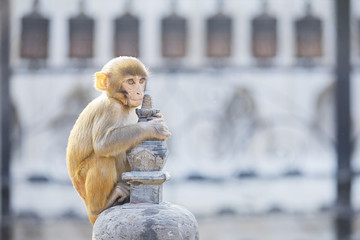 Adorable baby macaque monkey 