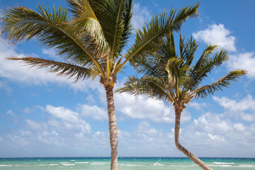 Beautiful sea view, palms, blue sky