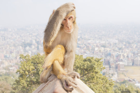 Monkey Scratching Its Head 