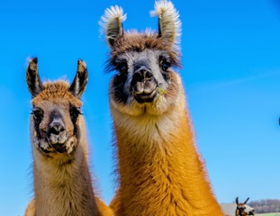 Lama, mother and daughter live on a pasture in Deckenbach in Germany on a sunny summer day. © Copula