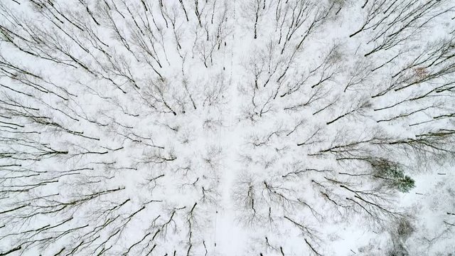 Aerial flight over winter trees