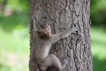 可愛いサル