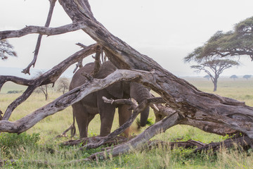 African elephants (Loxodonta africana) in Serengeti National Park, Tanzania