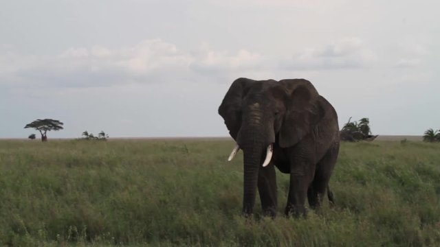 African elephants (Loxodonta africana) in Serengeti National Park, Tanzania