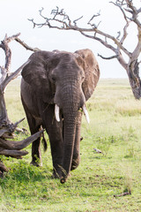 African elephants (Loxodonta africana) in Tanzania, Serengeti National Park