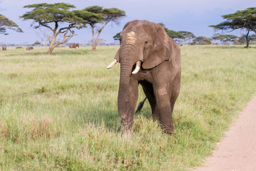 Obraz na płótnie Canvas African elephants (Loxodonta africana) in Serengeti National Park, Tanzania