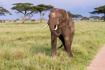 Obraz na płótnie Canvas African elephants (Loxodonta africana) in Serengeti National Park, Tanzania