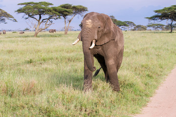 Obraz premium African elephants (Loxodonta africana) in Serengeti National Park, Tanzania