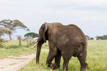 Fototapeta na wymiar African elephants (Loxodonta africana) in Serengeti National Park, Tanzania