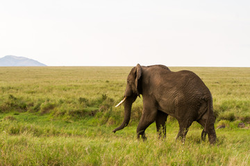 Naklejka na ściany i meble African elephants (Loxodonta africana) in Serengeti National Park, Tanzania