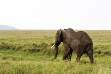 Naklejka na ściany i meble African elephants (Loxodonta africana) in Serengeti National Park, Tanzania