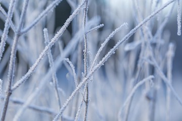 Close up of plants with frost