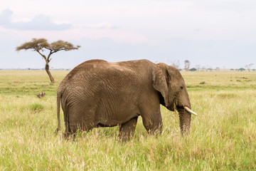 Obraz premium African elephants (Loxodonta africana) in Serengeti National Park, Tanzania