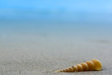 Seashell On The Beach With Bright Blue Sky Background , Holiday Concept